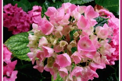 fleurs d 'Ã©tÃ¨