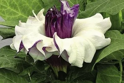 Datura Ballerina