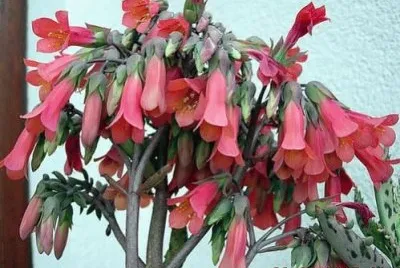 KalanchoÃ©