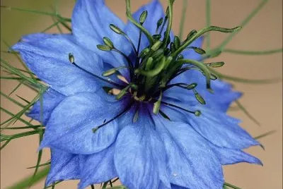 Nigella Damascene