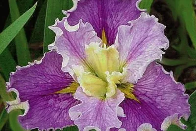 Iris Flower