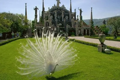 pavÃ£o