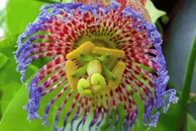 Maypop Passion Flower