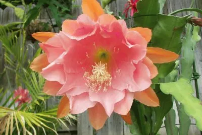 Orchid Cactus