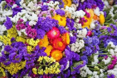 Colorful Flowers