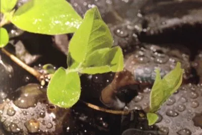 Wet Leaves