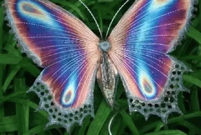 mariposa 2