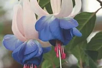 fuchsia