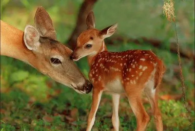 biche et son faon