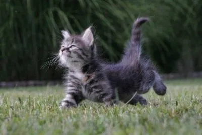 chaton