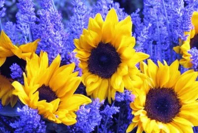 Sunflowers and Lavender