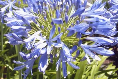 agapanthe