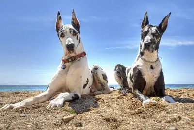 GRAN DANES