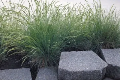 grasses