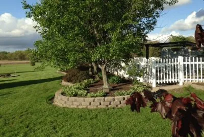 My back yard