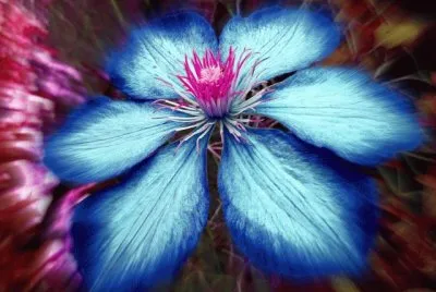 fleurs