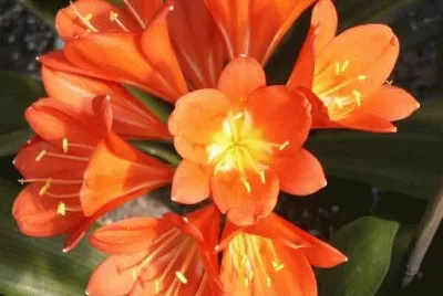 clivia