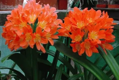 clivia