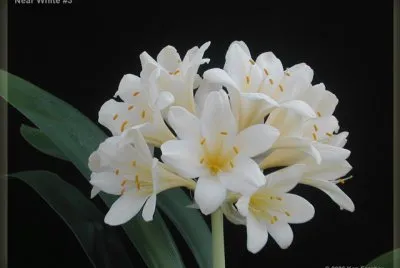 clivia