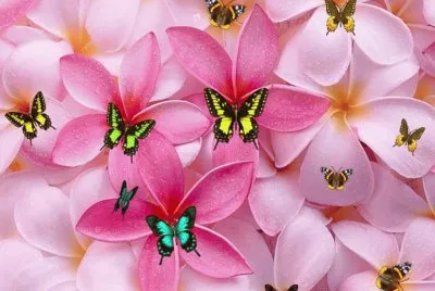 Flowers and Butterflies