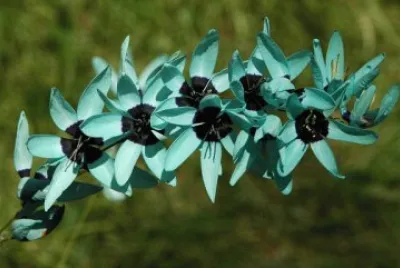 fleurs: Ixia viridiflora