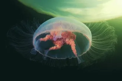 - bom,(17) jigsaw puzzle