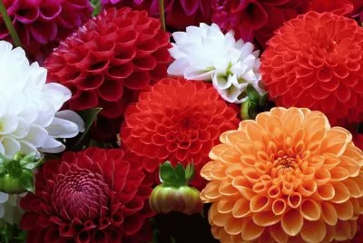 Dalies jigsaw puzzle