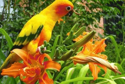 AGAPORNI ELEGANTE Y BELLO jigsaw puzzle