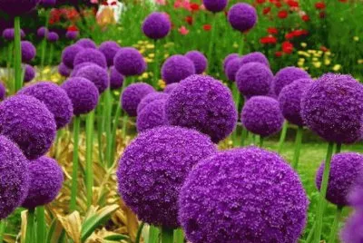 Allium