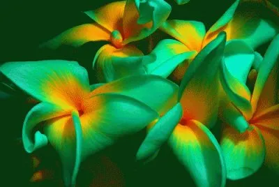 Turquoise and mostard yellow