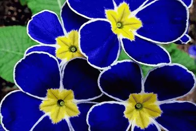 Propellers polyanthus