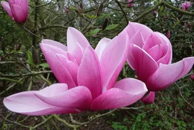 magnolia