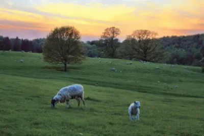 Lamb sunset