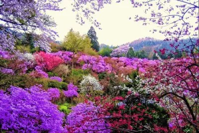fleurs