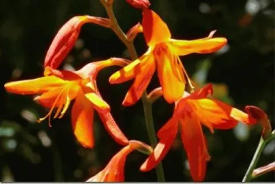montbretia