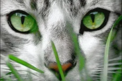 chat