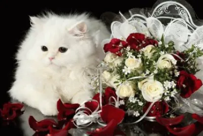 chaton