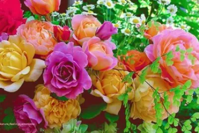 bouquet