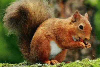 Esquirol