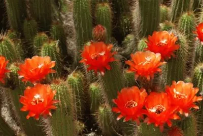Flowering Cactus  Arizona  USA jigsaw puzzle