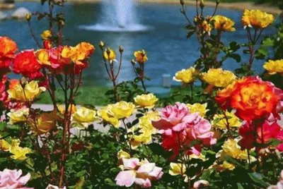 - rosas jigsaw puzzle
