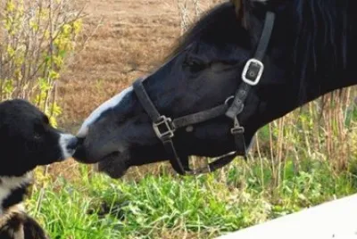 - cavalo jigsaw puzzle