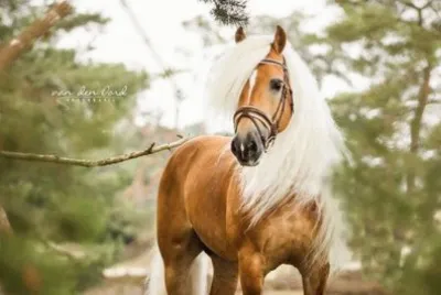 - cavalo.. jigsaw puzzle