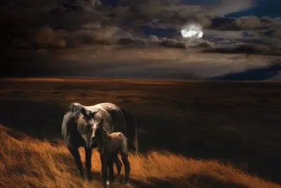 - cavalo... jigsaw puzzle