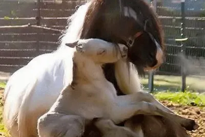 - cavalo!. jigsaw puzzle