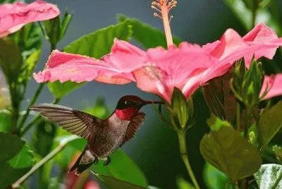 COLIBRÃ Y TULIPÃN.