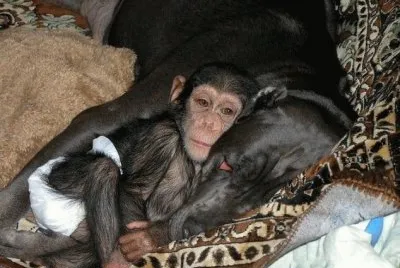 - chipanze Ã© adotado por uma cadela.