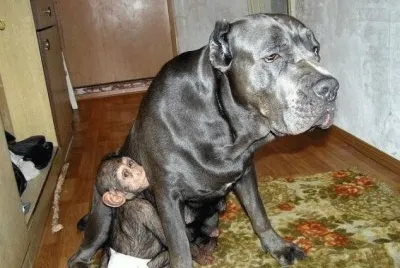 - chipanze Ã© adotado por uma cadela......