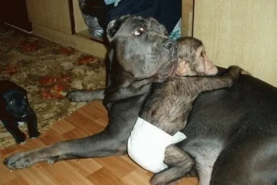 - chipanze Ã© adotado por uma cadela!