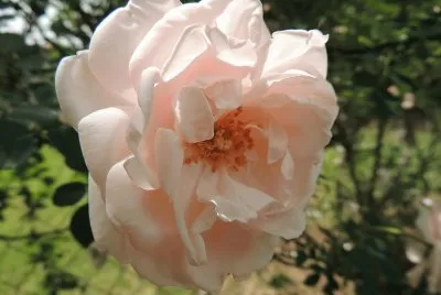 Pink Rose